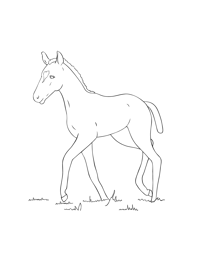 Foal