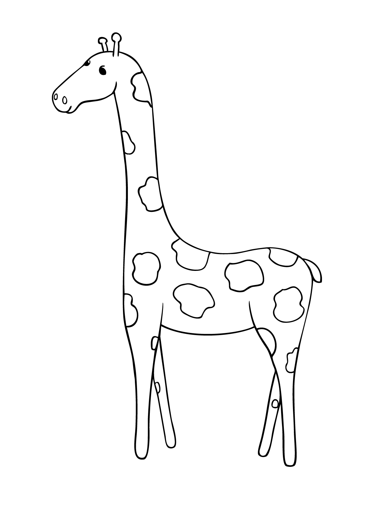 Giraffe - Animal