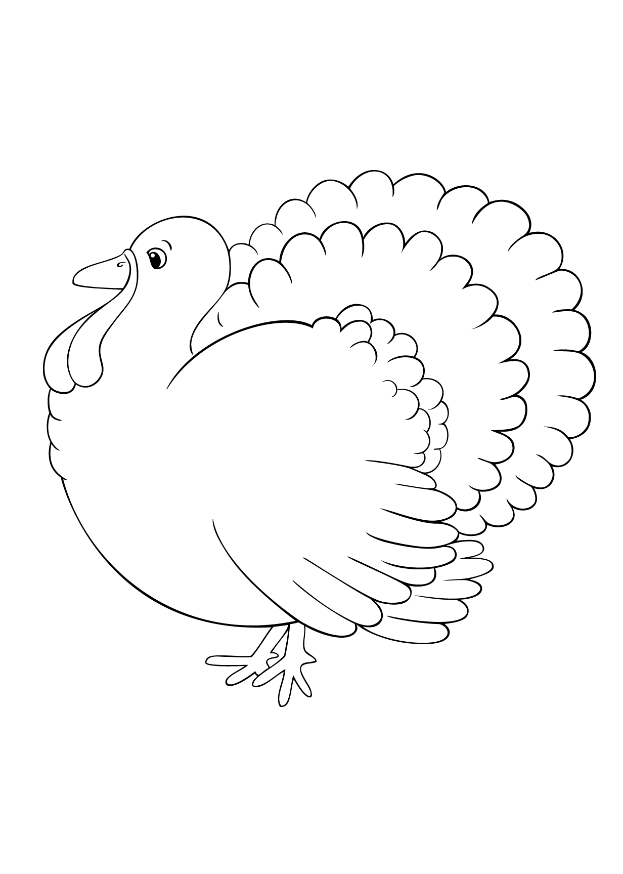 Turkey - Bird