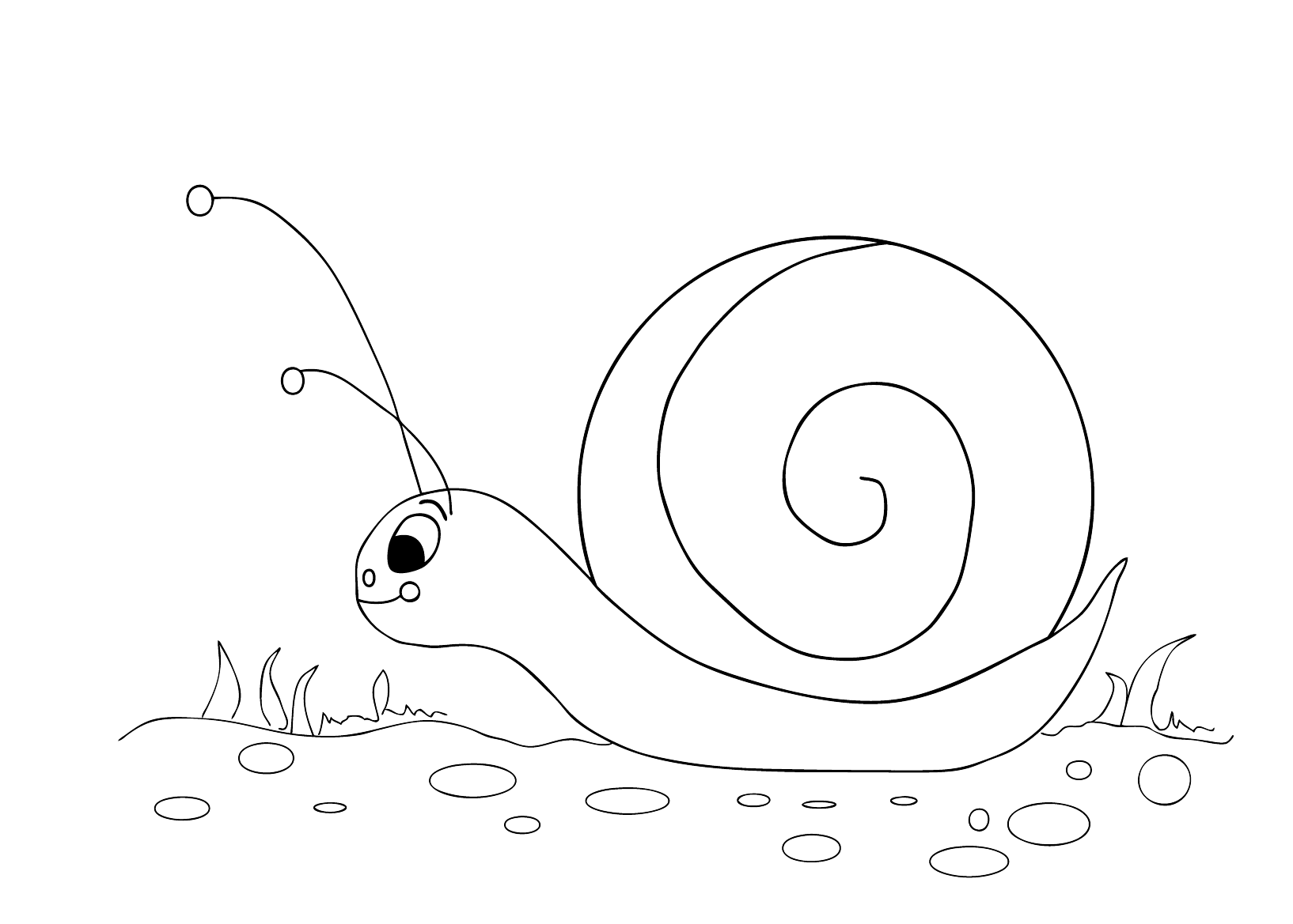 Snigel - Djur