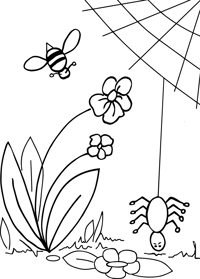 Spider