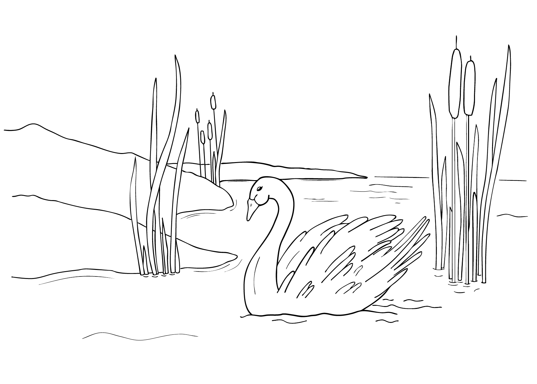 Svan - Djur, Hav